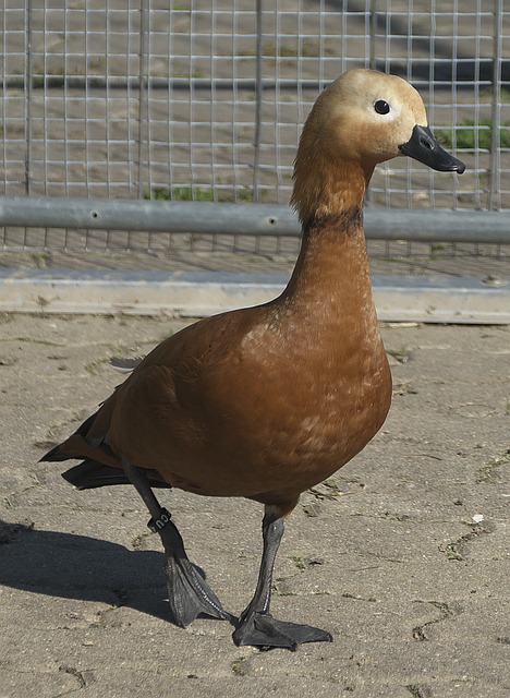 项目